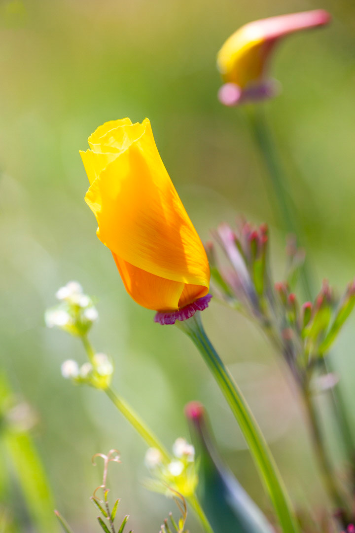Rolled Sun - CA Poppy -  Columbia River Gorge, OR