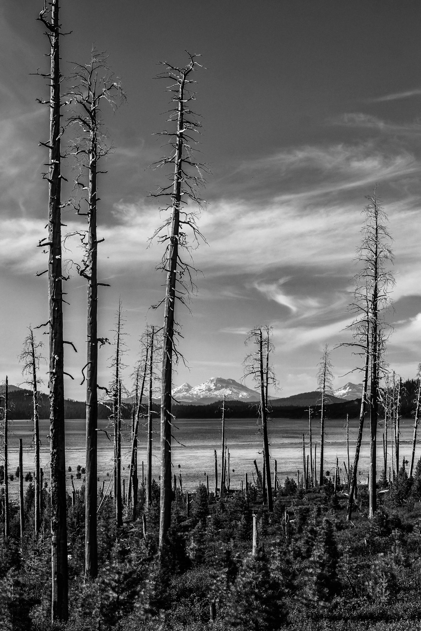 Regrowth- McKenzie -Santiam Pass National Scenic Byway, OR