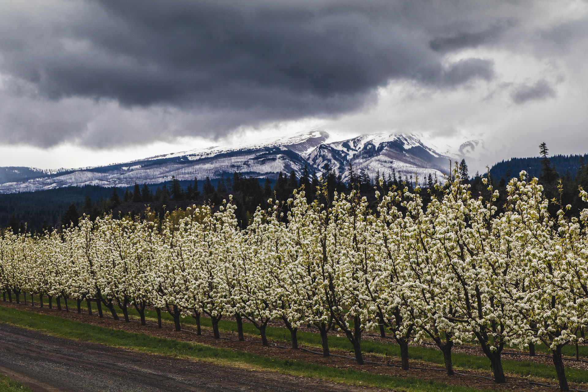 Springtime at Mount Hood- Hood River, OR