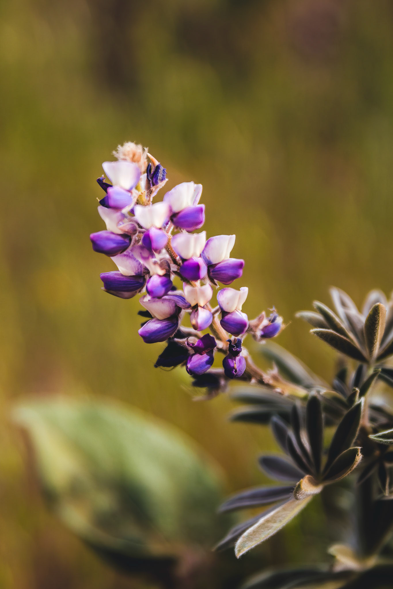 Dappled Lupine