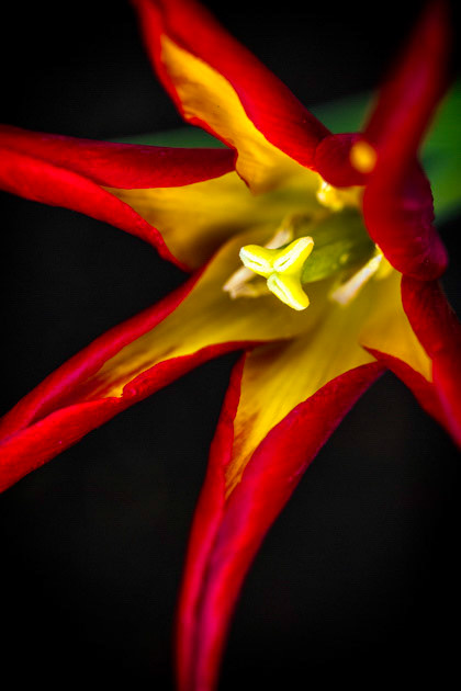 Flame Bright- Acuminata tulip