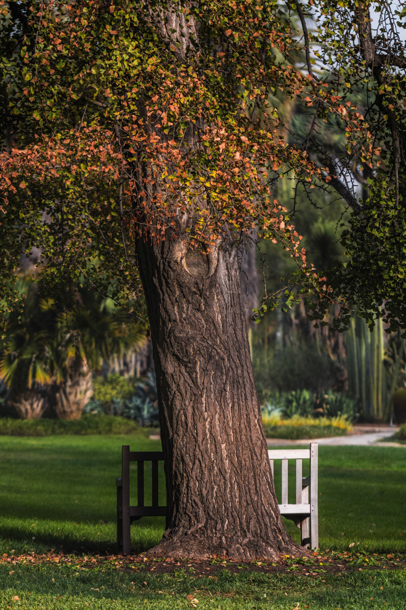 Yin Yang- Huntington  Library and Gardens