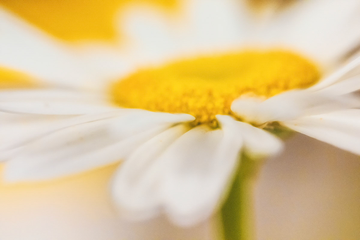 Essence of a Daisy
