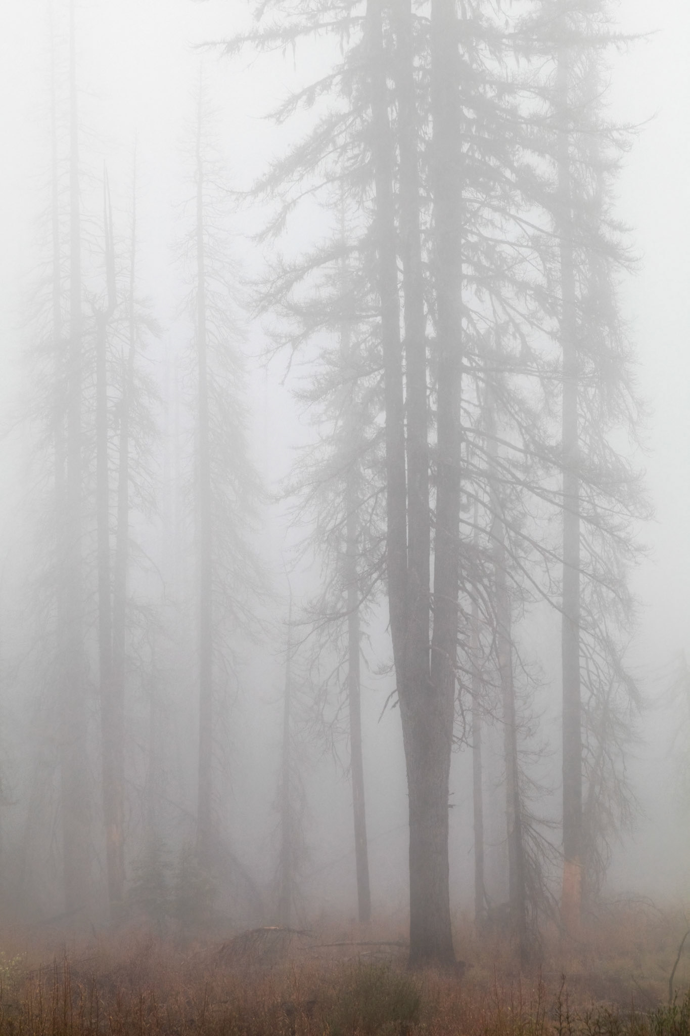 Shrouded in Smoke- McKenzie -Santiam Pass National Scenic Byway, OR