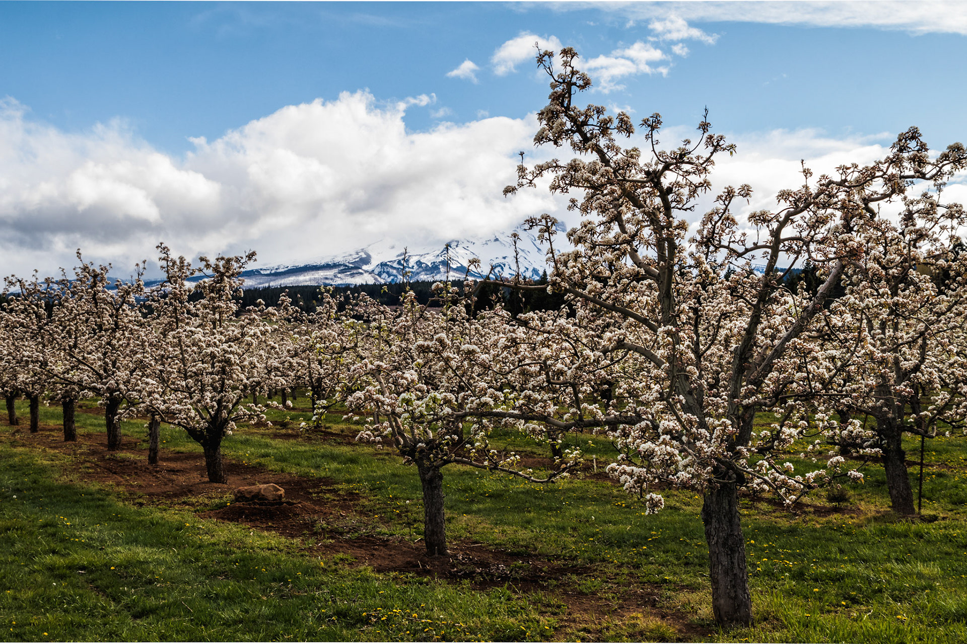 Spring is Blossoming- Hood River, OR