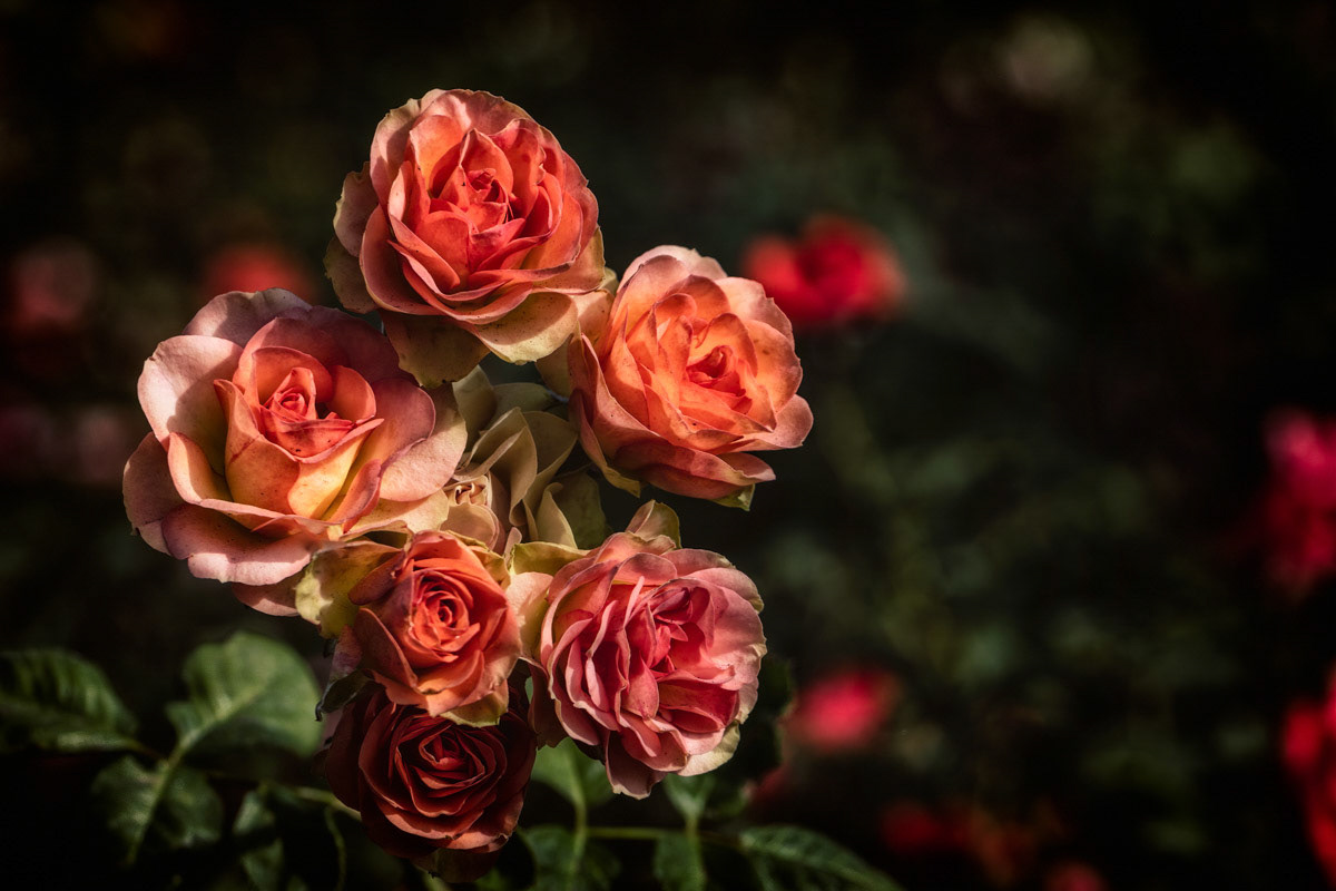Aged Beauty- Huntington  Library and Gardens