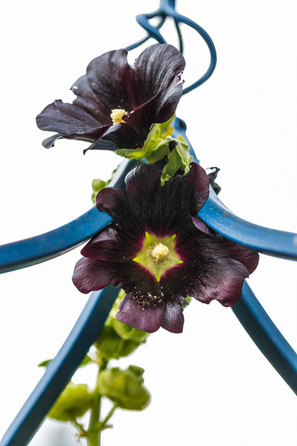 Black Magic Sky- Hollyhocks
