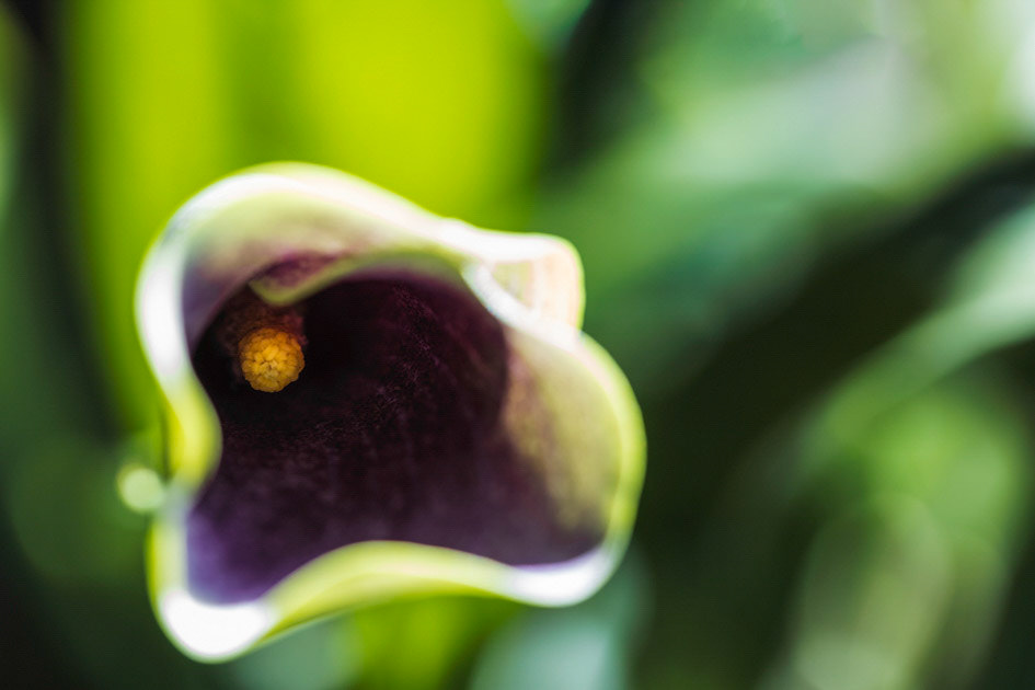 Down Among the Lilies- Calla Lily