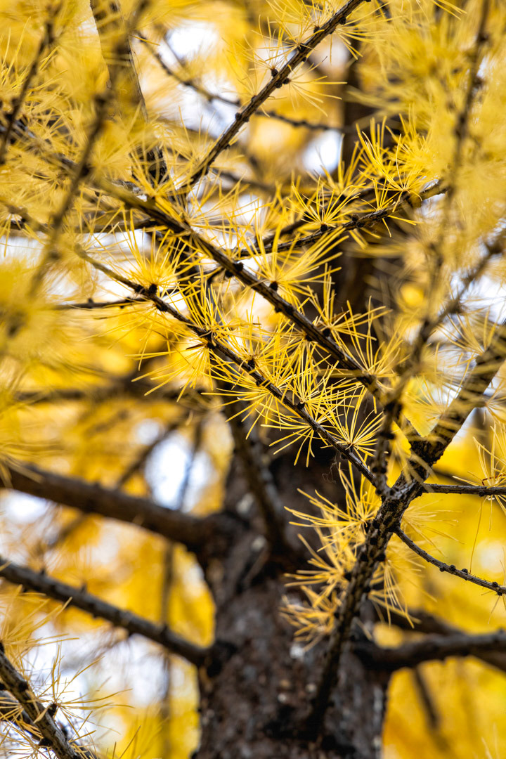 Golden Needles -  Larch - Leavenworth, WA