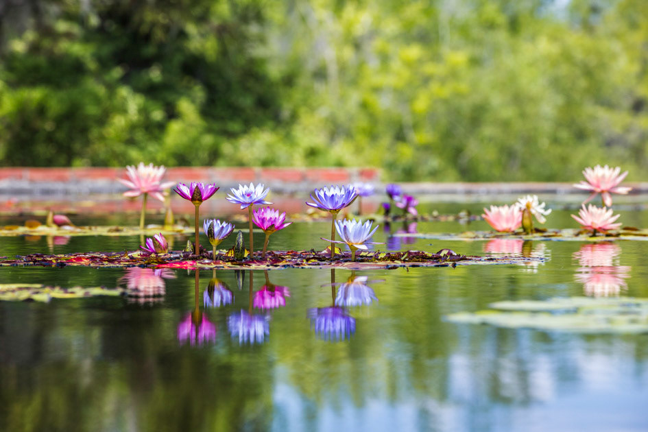 Palette of Waterlilies- Water Lilies
