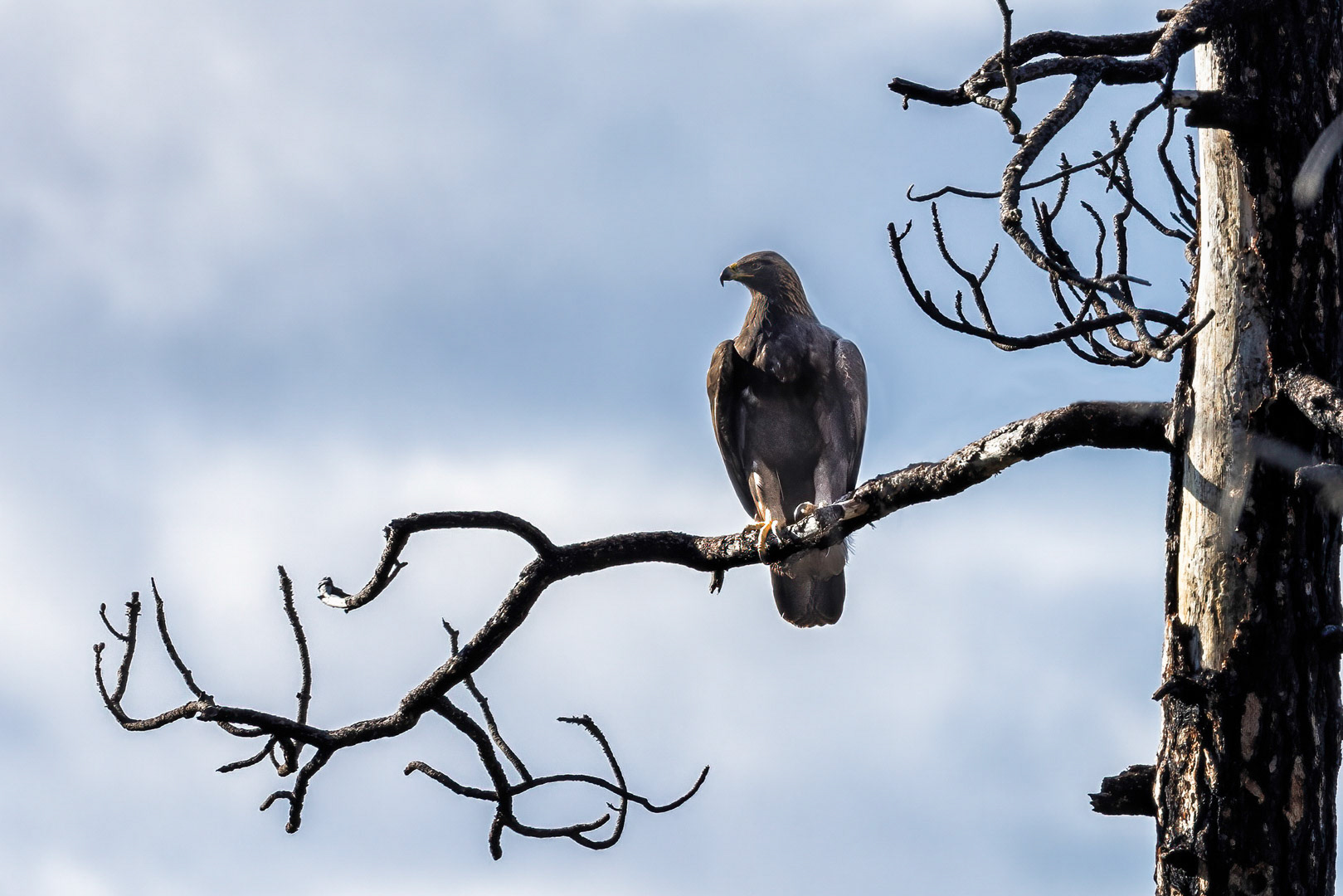 Golden Eagle - Oregon