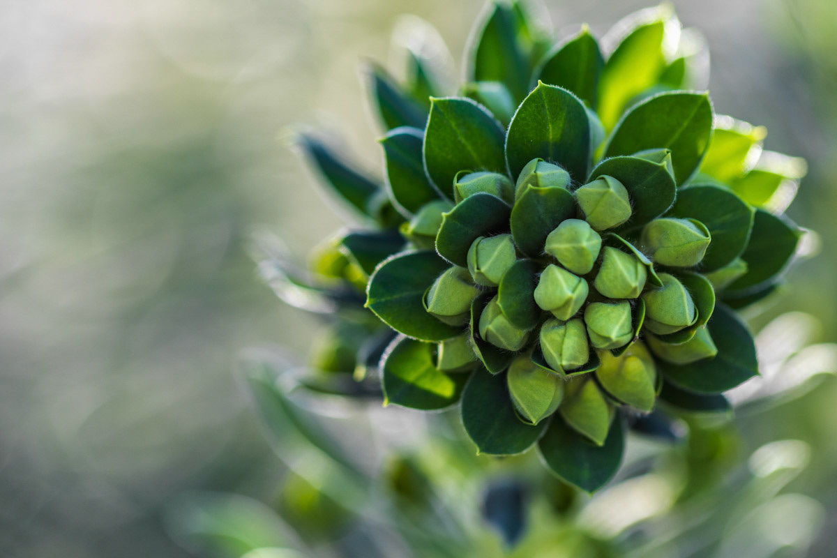 Euphorbia-  Huntington  Library and Gardens