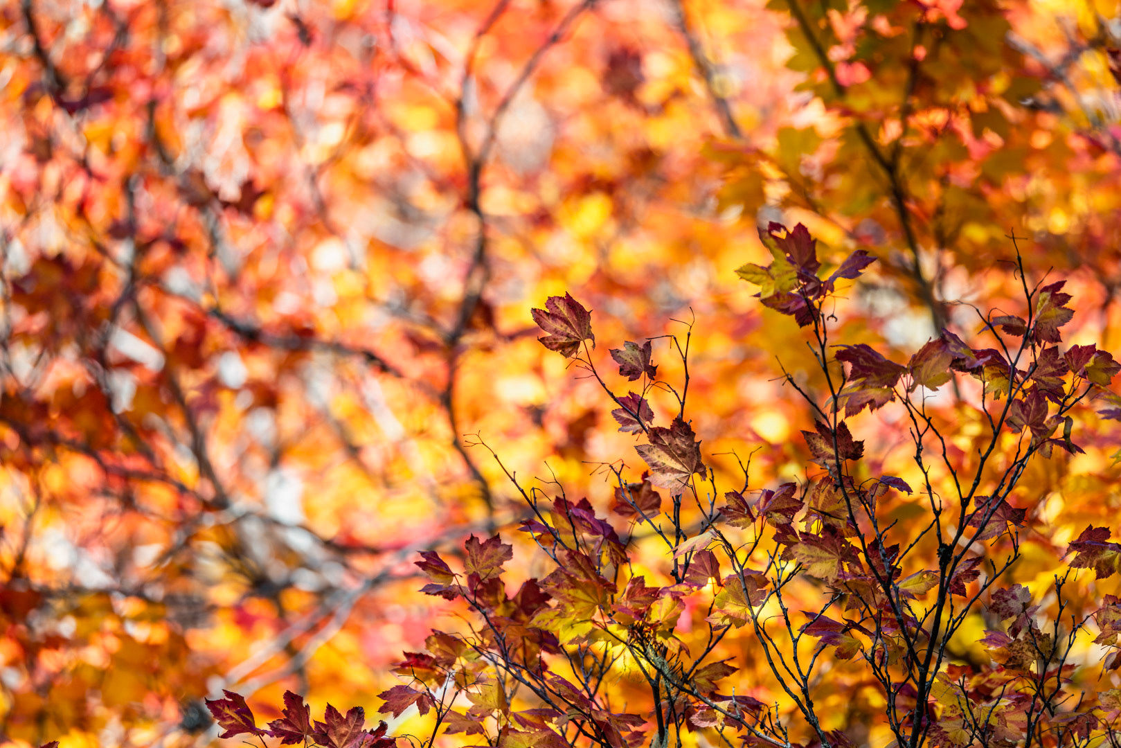 Autumn Spread - Deschutes County, OR