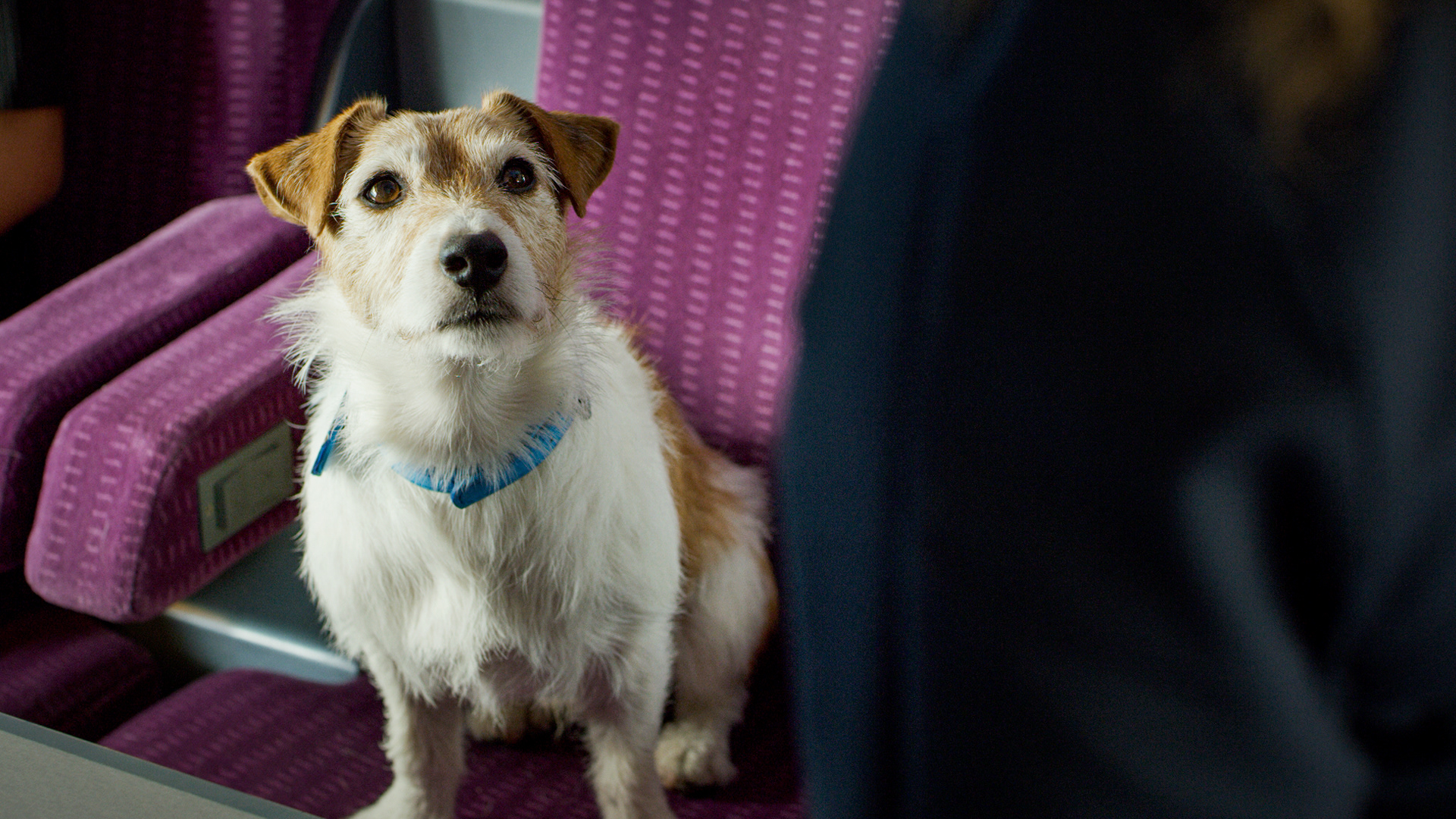 Spot publicitaire "Bobby" pour la SNCF, TGV INOUI réalisé par Mathieu Lalande et produit par Buffalo Corp.