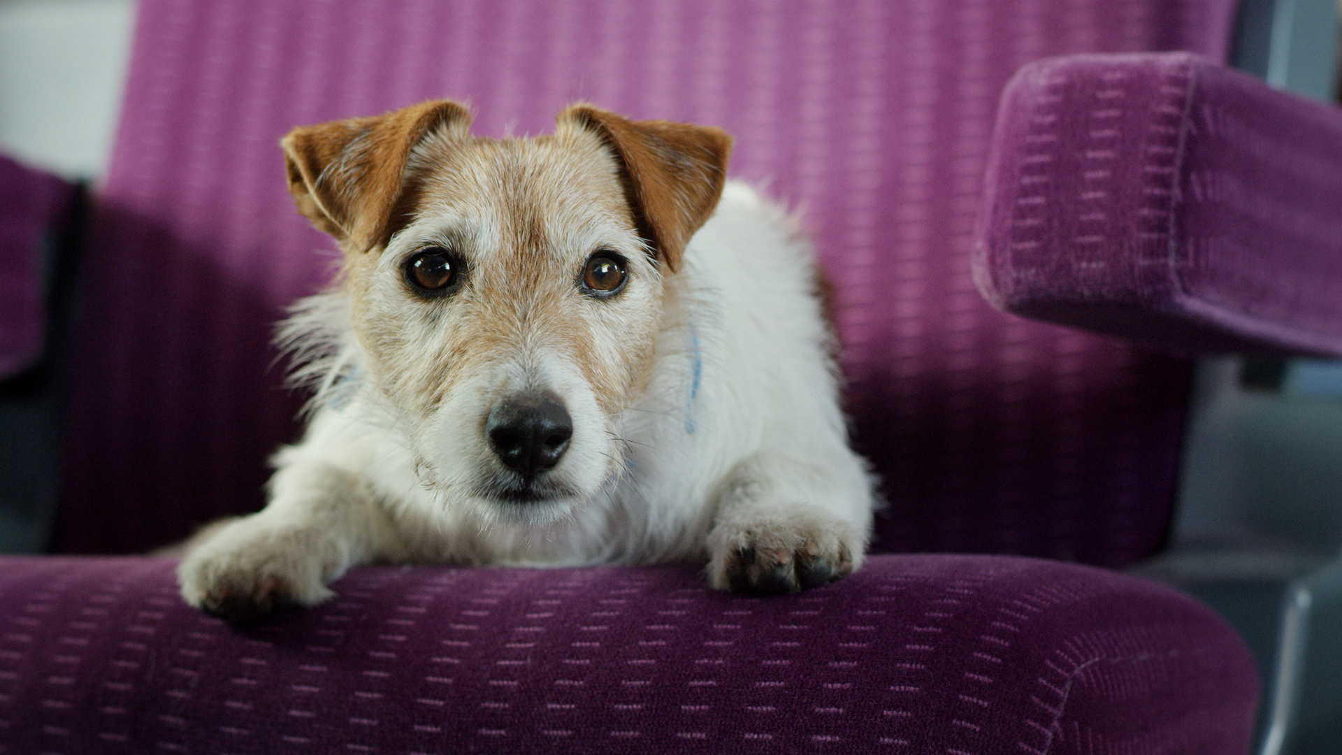 Spot publicitaire "Bobby" pour la SNCF, TGV INOUI réalisé par Mathieu Lalande et produit par Buffalo Corp.