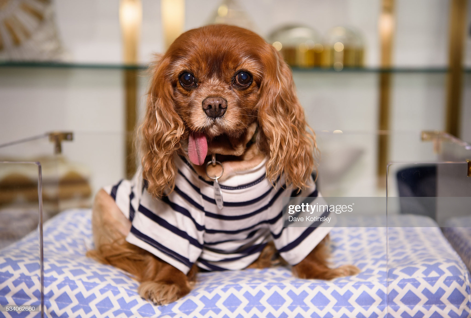 Toast poses at the Jonathan Adler Toasts @ToastMeetsWorld At The Launch Of TOASTHAMPTON on May 24, 2016 in New York City. (Photo by Dave Kotinsky/Getty Images for Jonathan Adler)
