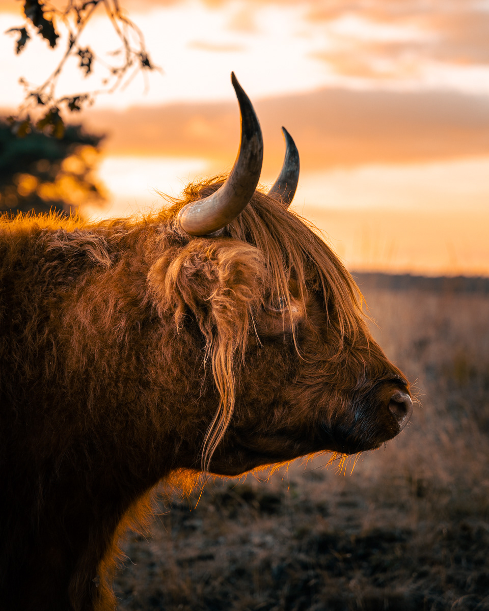 Highland Cows, Drenthe