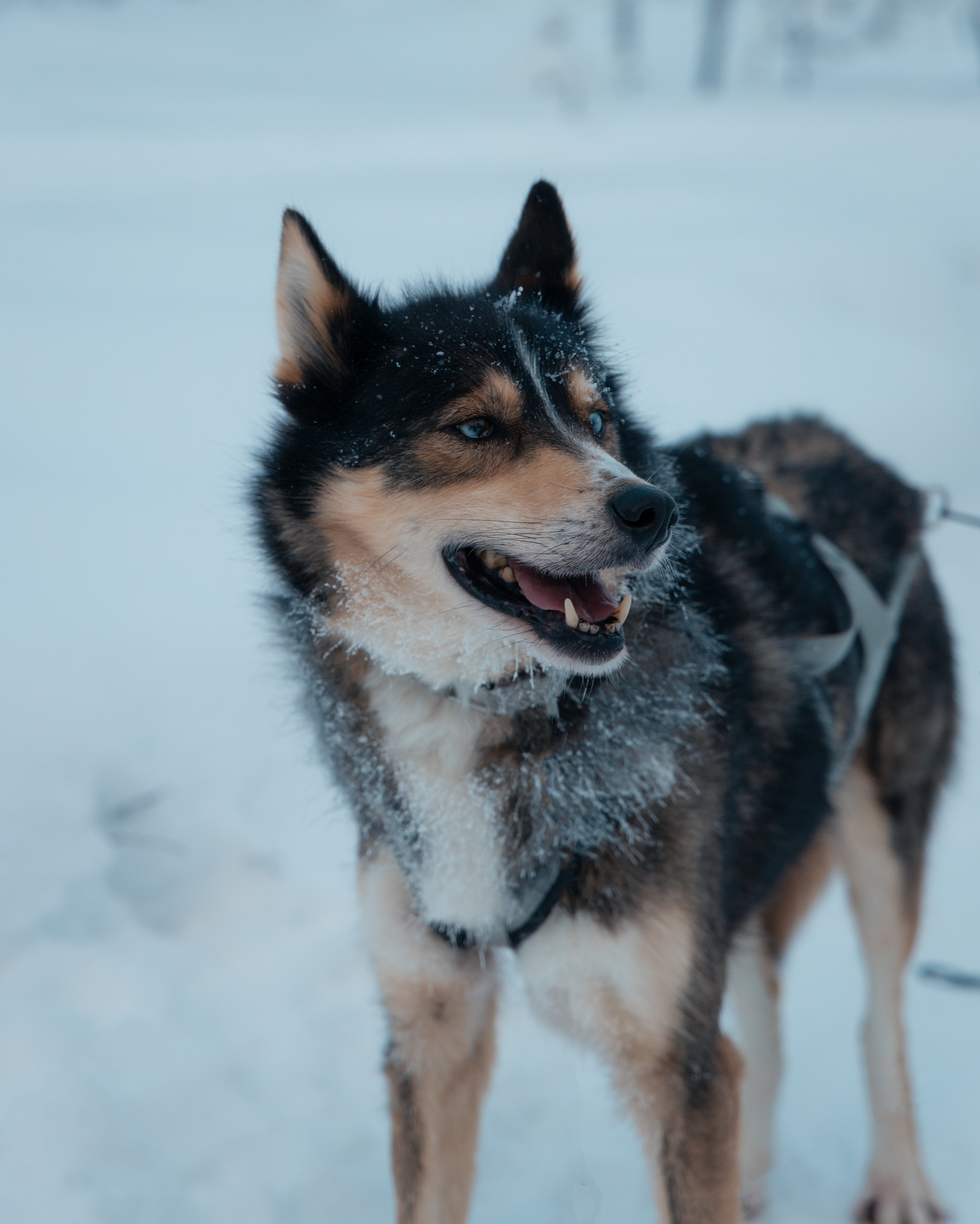 Lapland Husky Sledding
