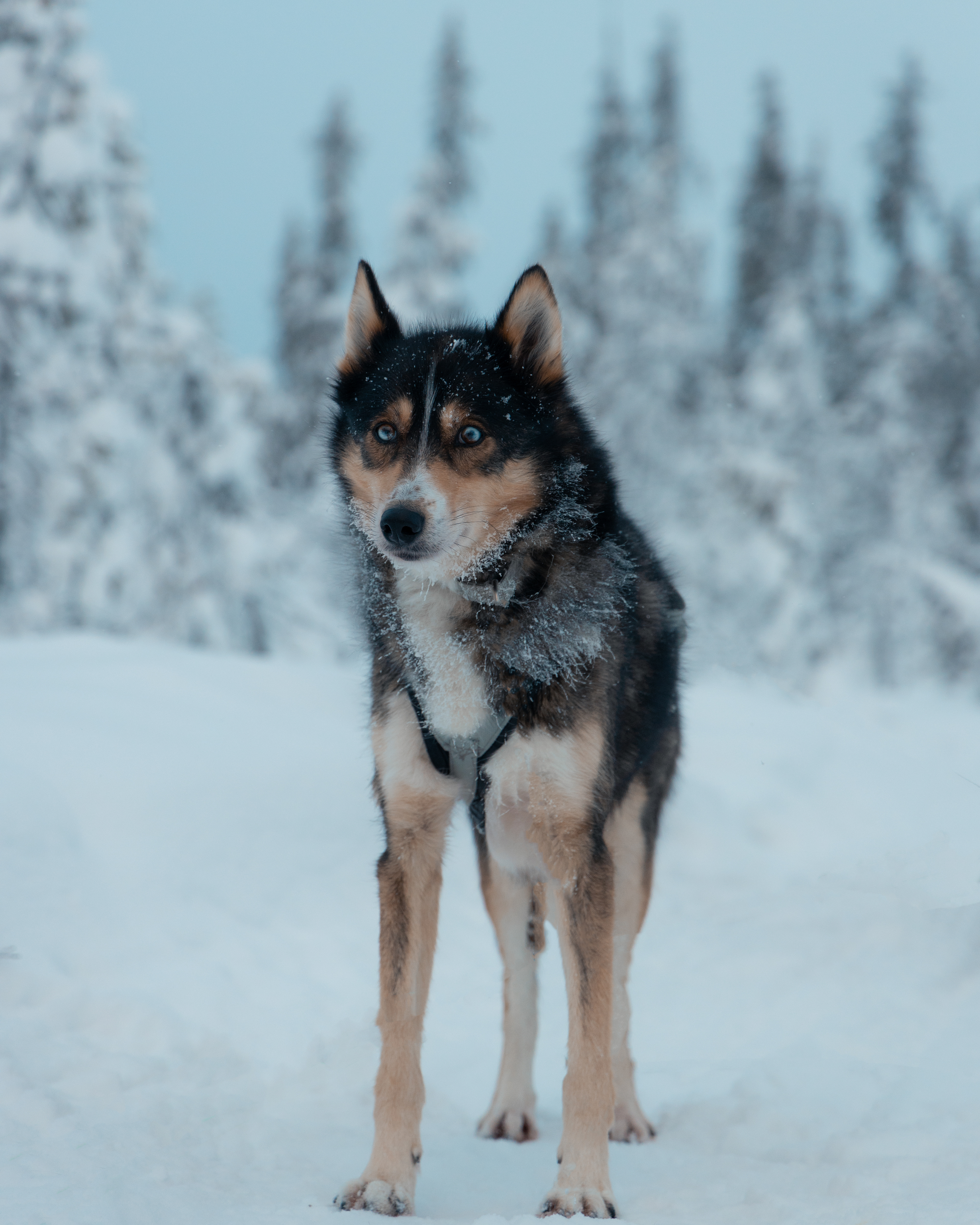Lapland Husky Sledding