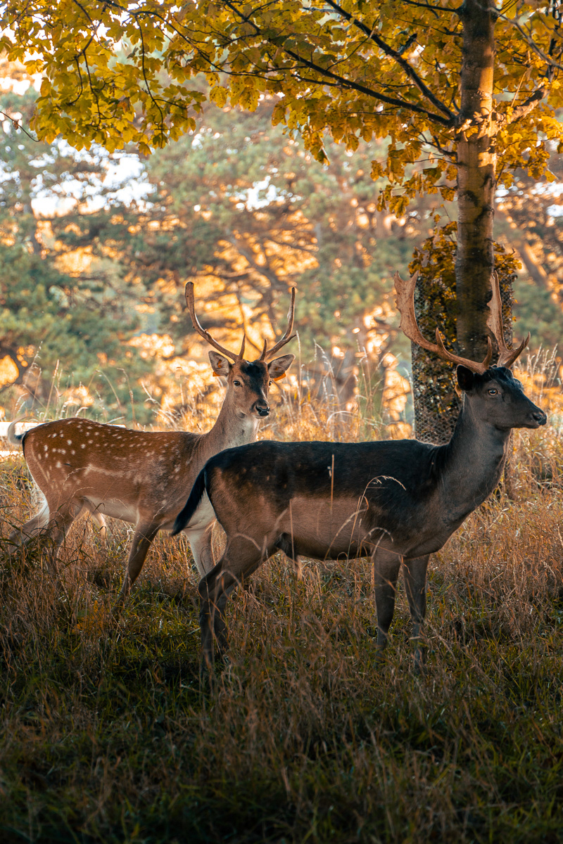 Deer Phoenix Park