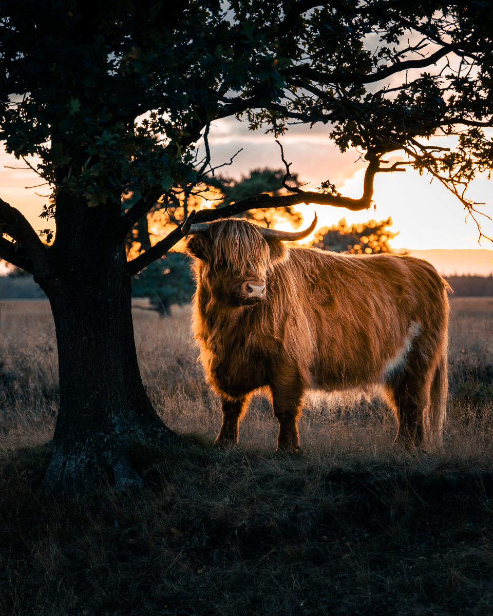 Highland Cows, Drenthe