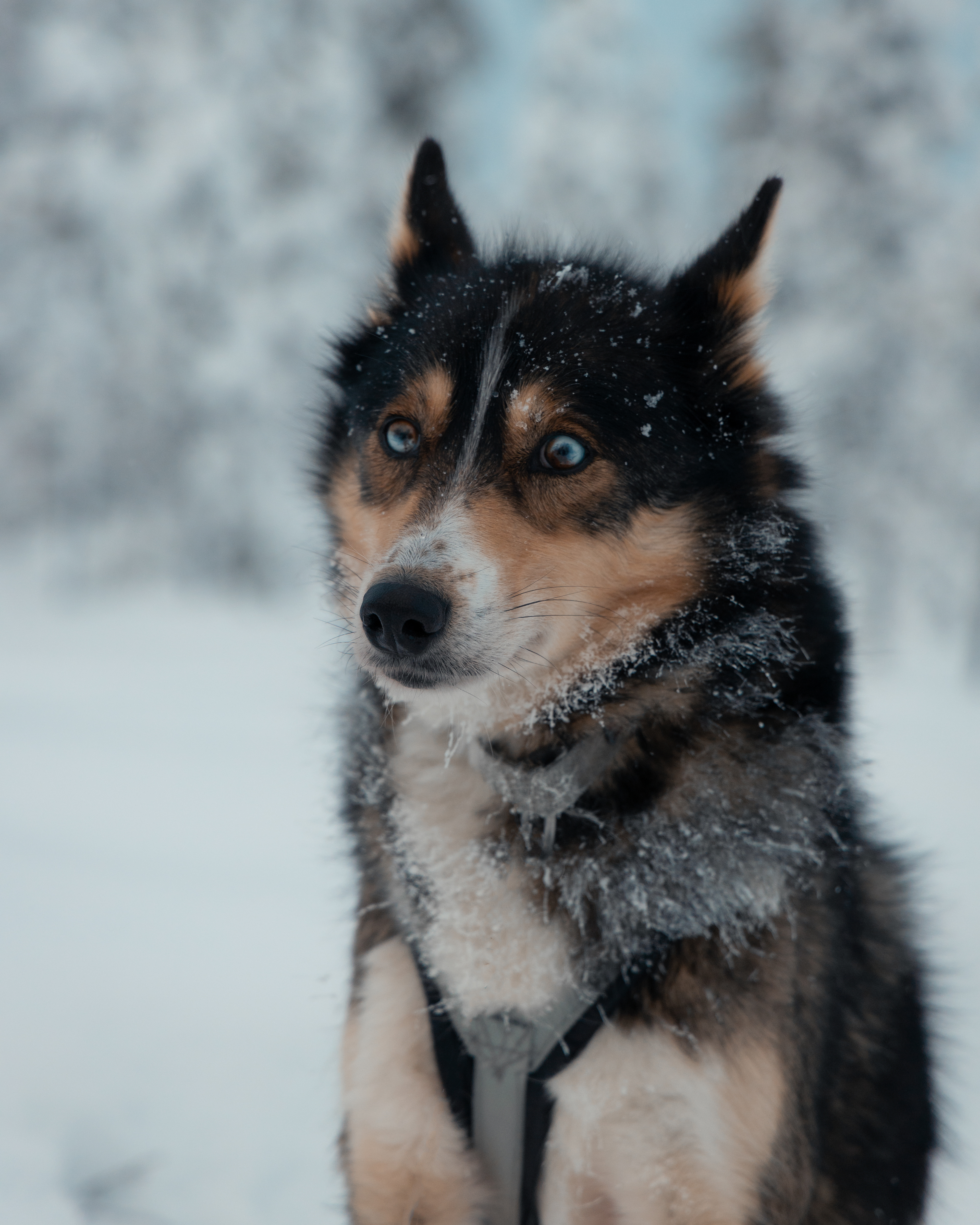 Lapland Husky Sledding