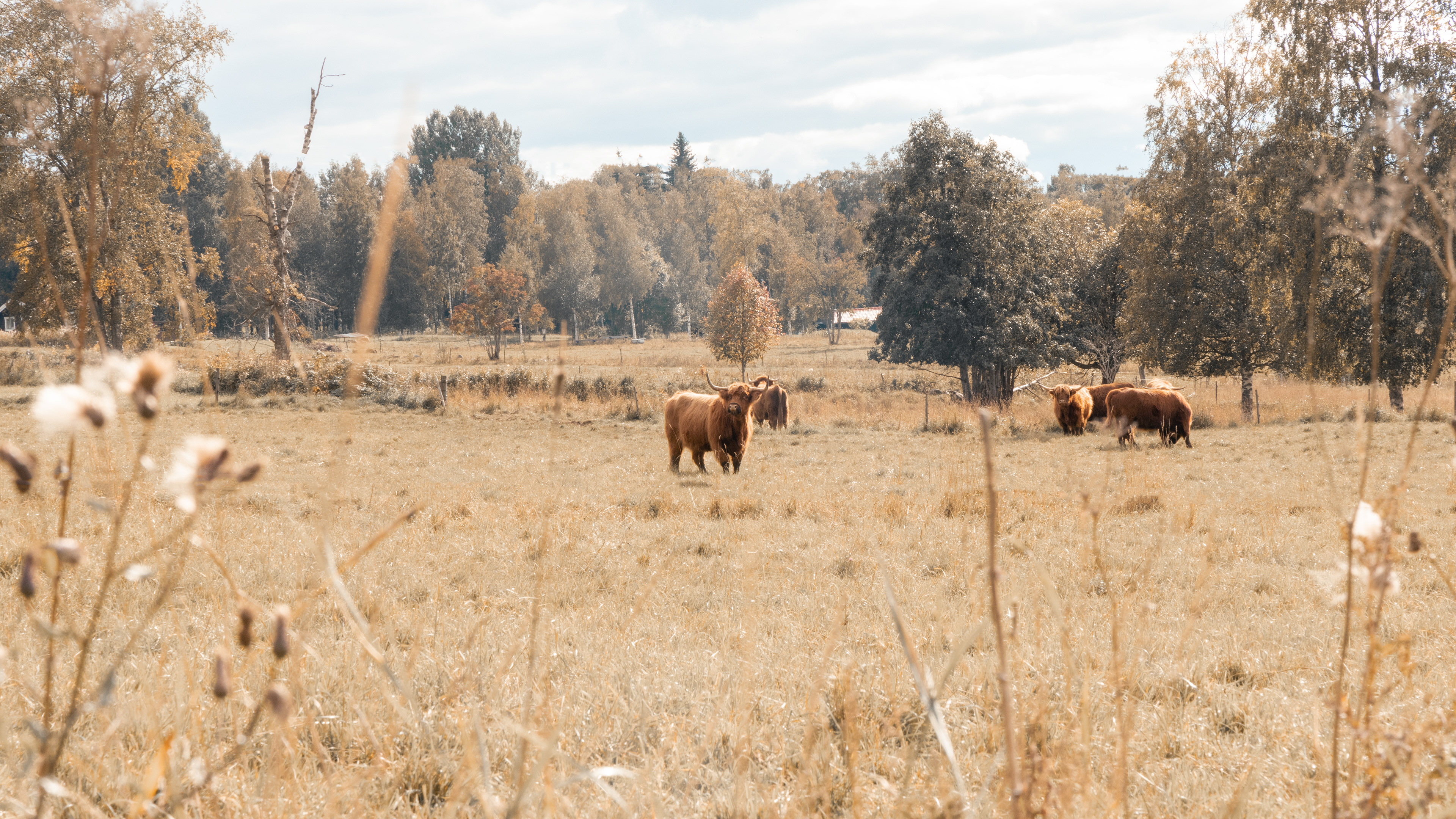 Highland Cow, Mora Dalarna