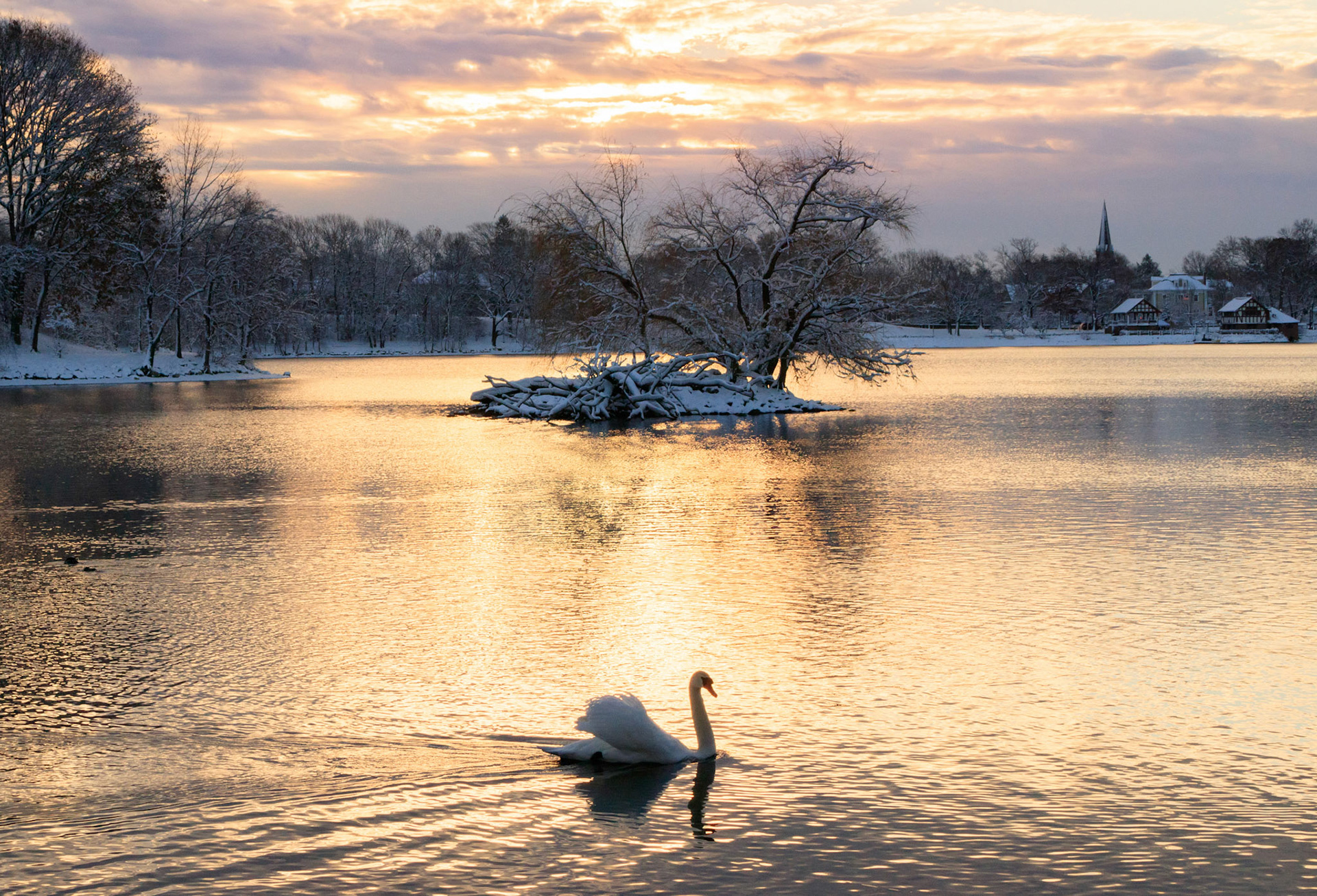 Swan on Jamaica Pond after the first snowfall of the winter, Jamaica Plain, Massachusetts