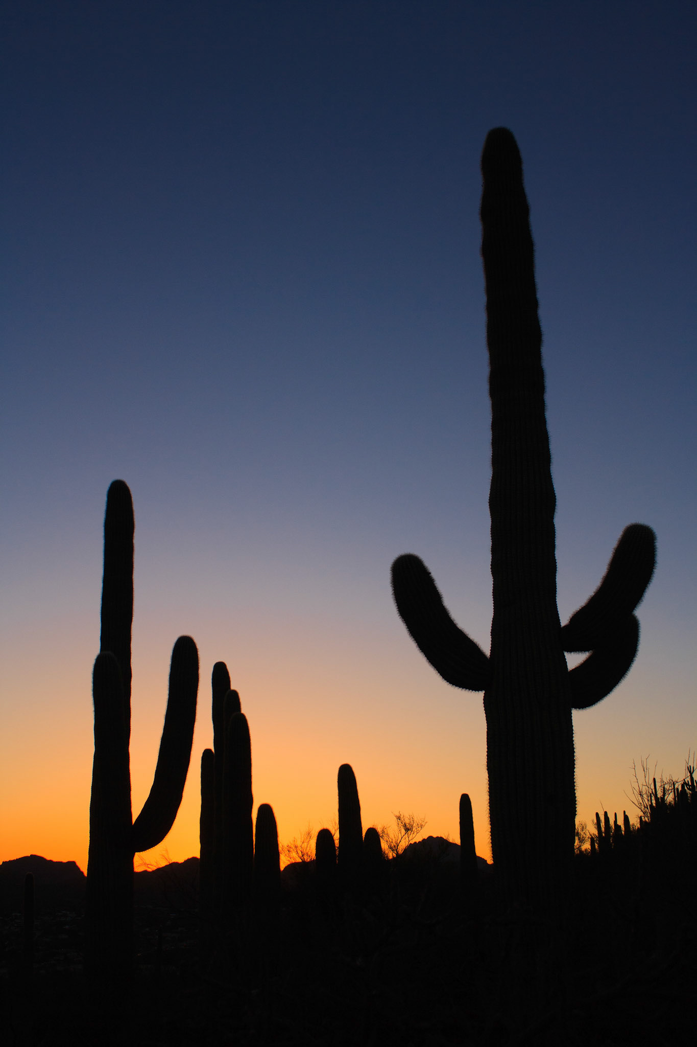 Saguaro cactuses at sunset, Sentinel Peak Park, Tucson, Arizona