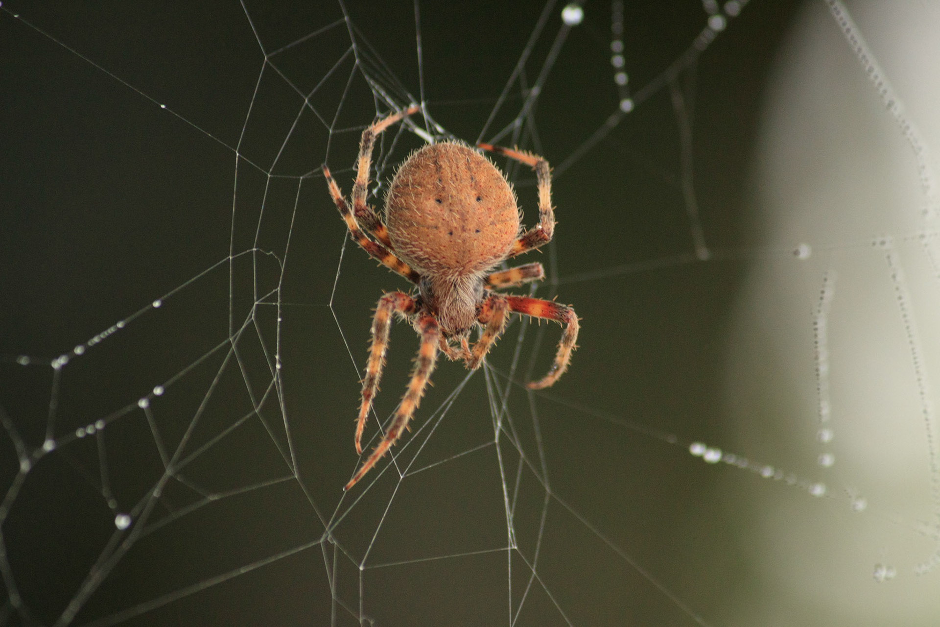Spider at Bandemer Park, Ann Arbor, Michigan