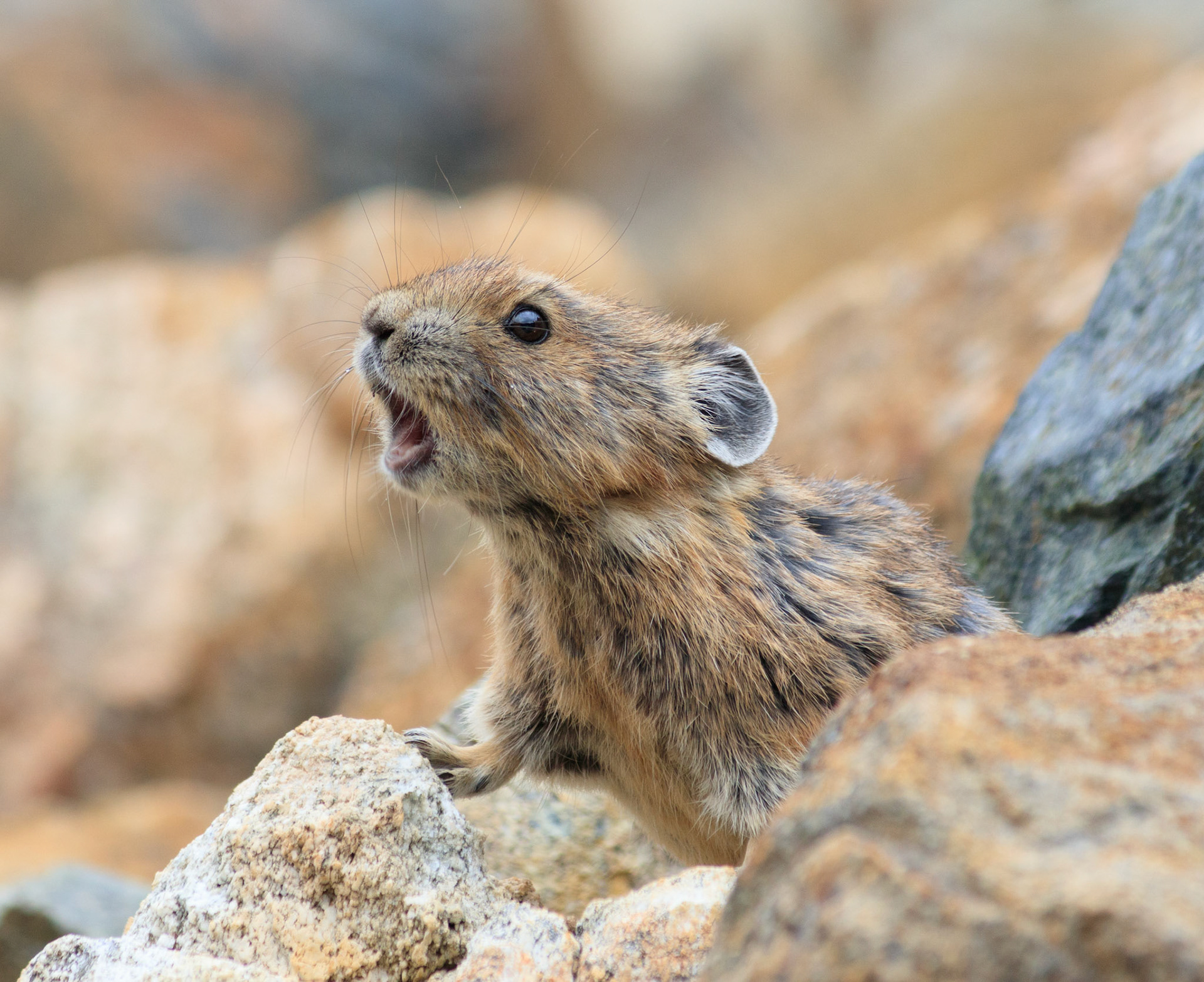 Pika squeaking, Ingalls Way Trail, Okanogan-Wenatchee National Forest, Washington