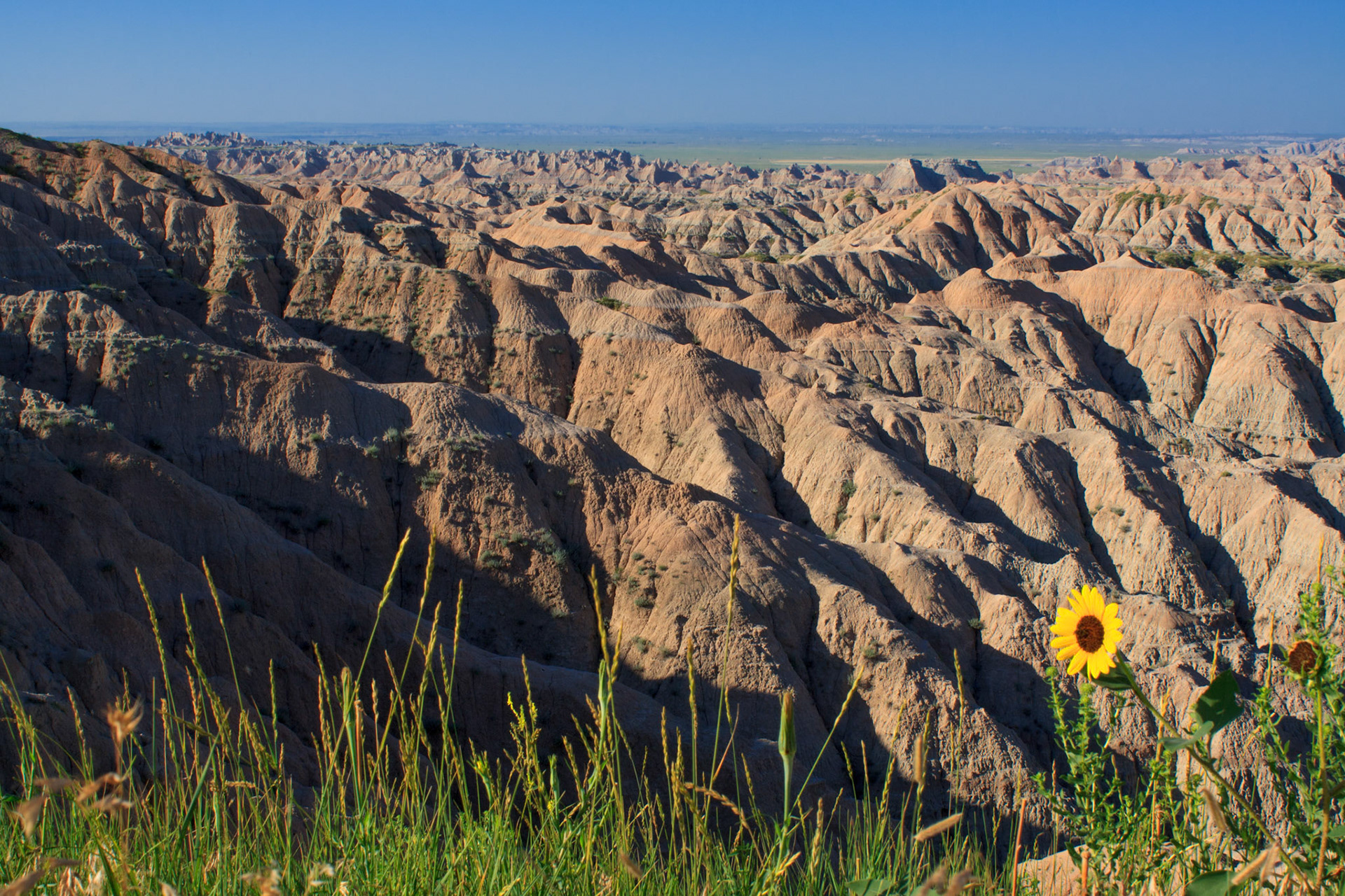Sunflower at Badlands National Park, South Dakota