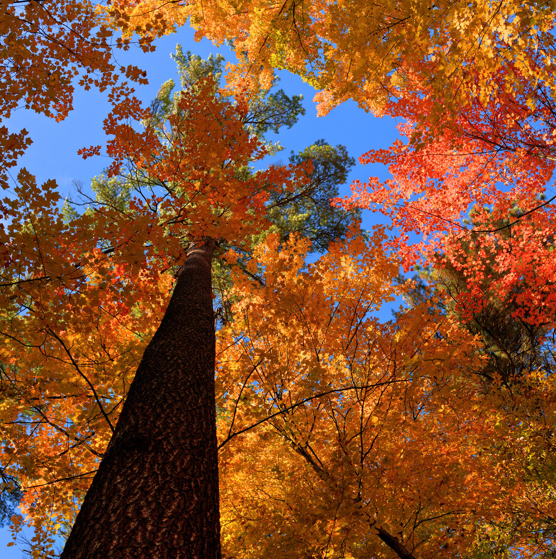 Fall Colors clamoring up to the light beneath the canopy of the Old Growth, Hartwick Pines State Park, Michigan