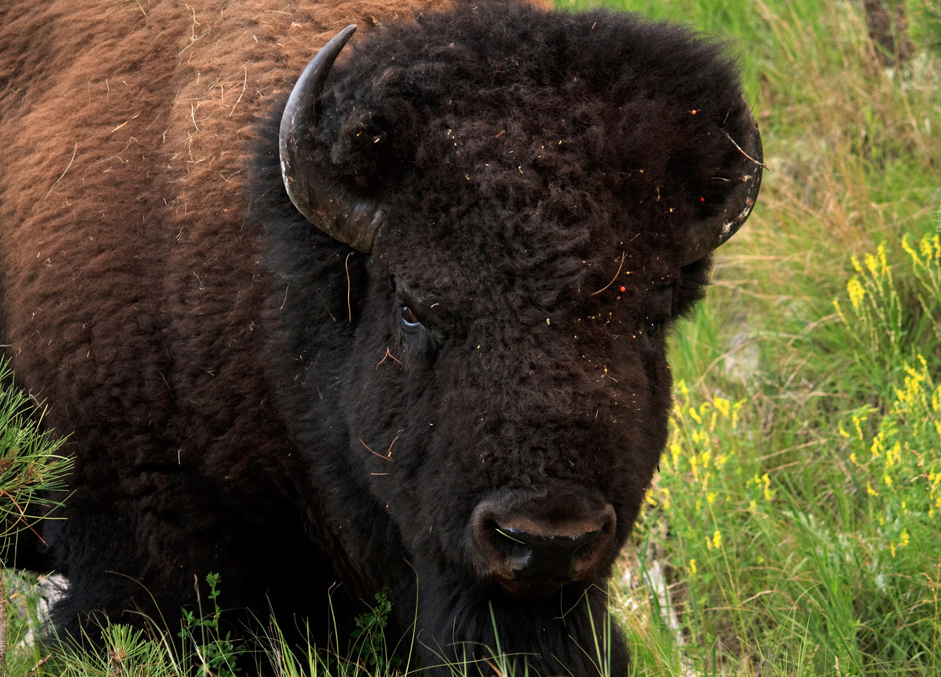 The monarch of the plains, Custer State Park, South Dakota