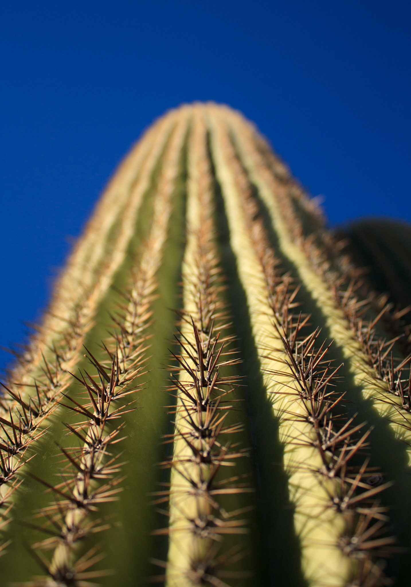 Saguaro cactus closeup, Pima Canyon, Tucson, Arizona
