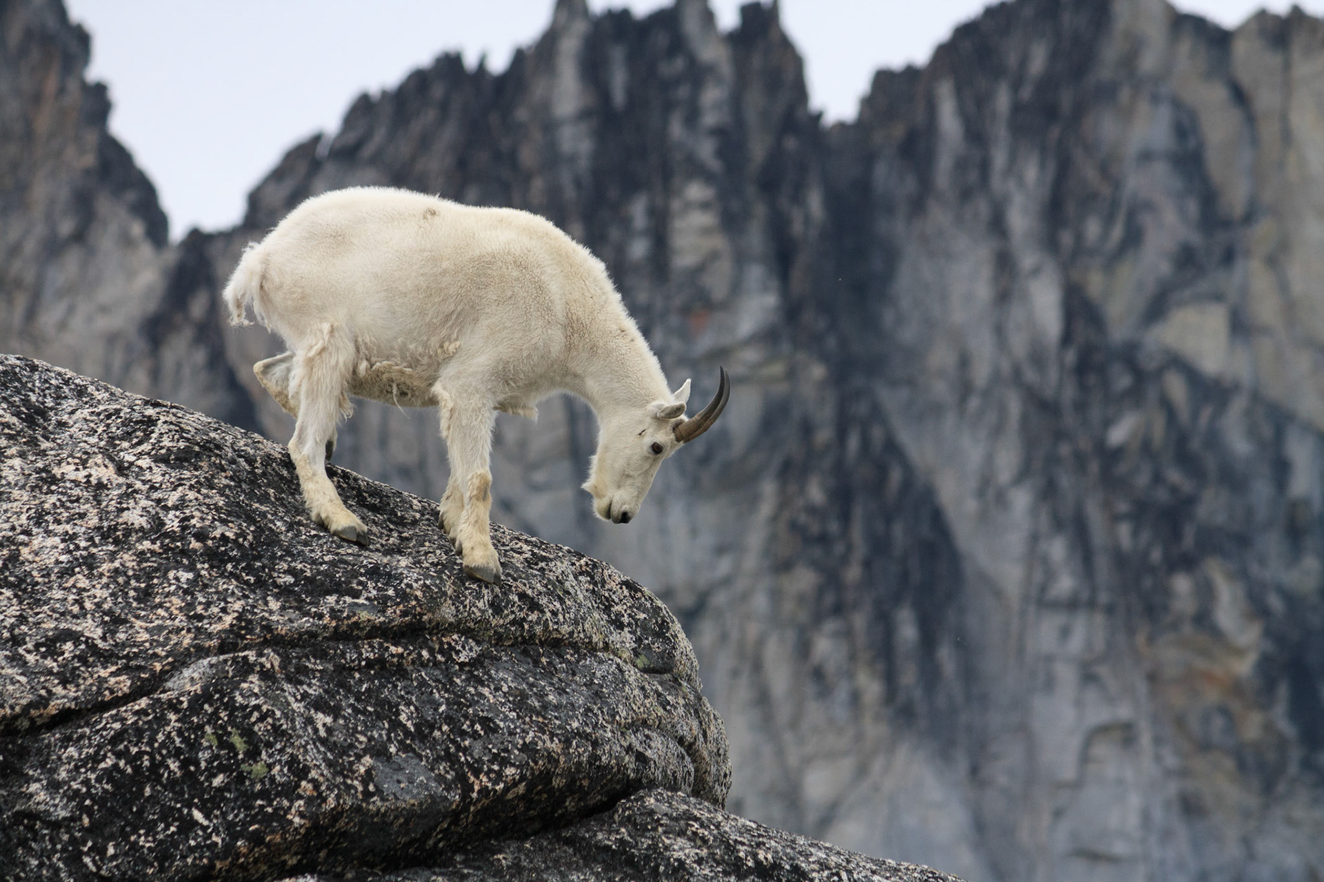 Mountain goat in the Upper Enchantments in front of Dragontail Peak, Alpine Lakes Wilderness, Washington