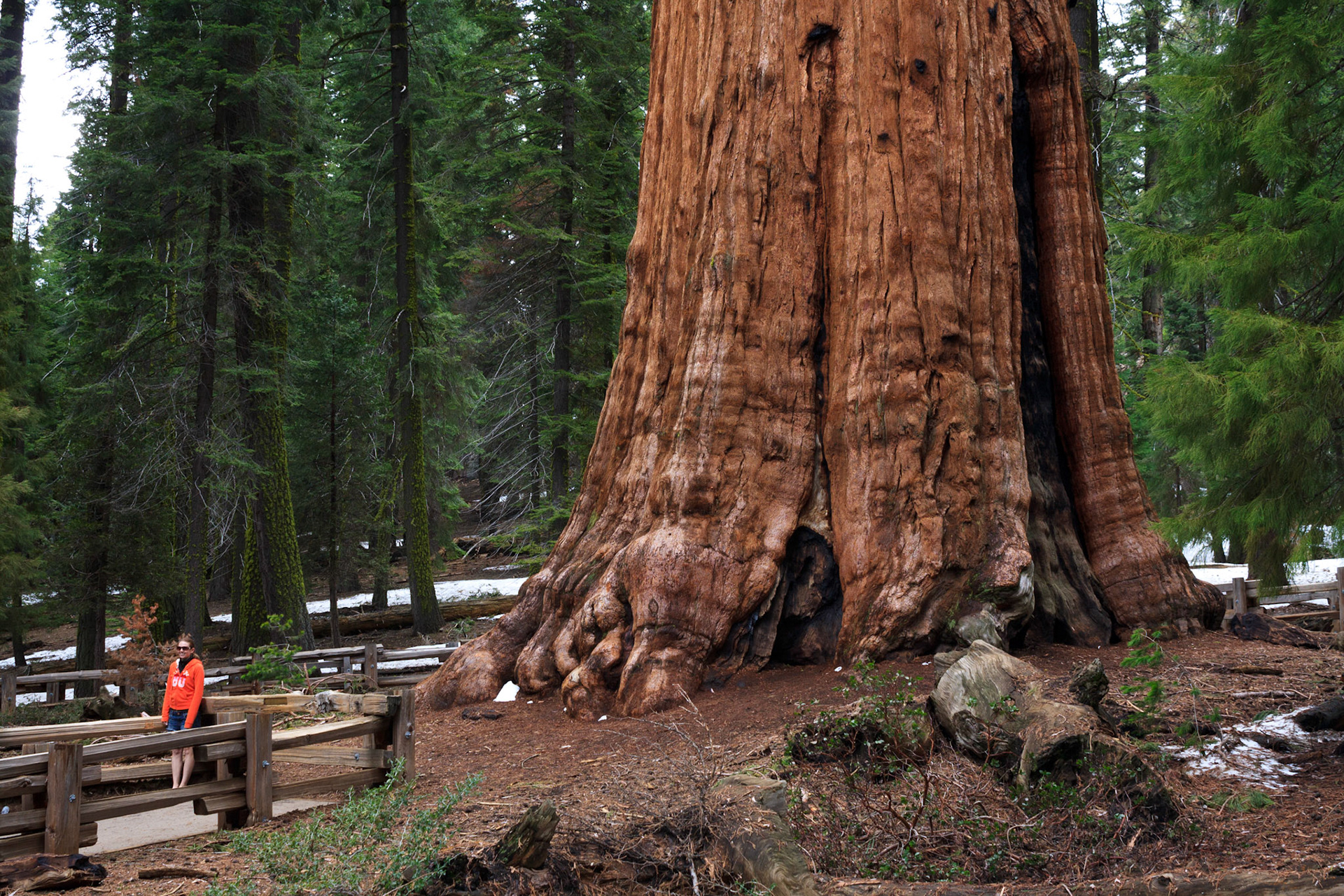 Sarah by the General Sherman Tree, Sequoia National Park, California