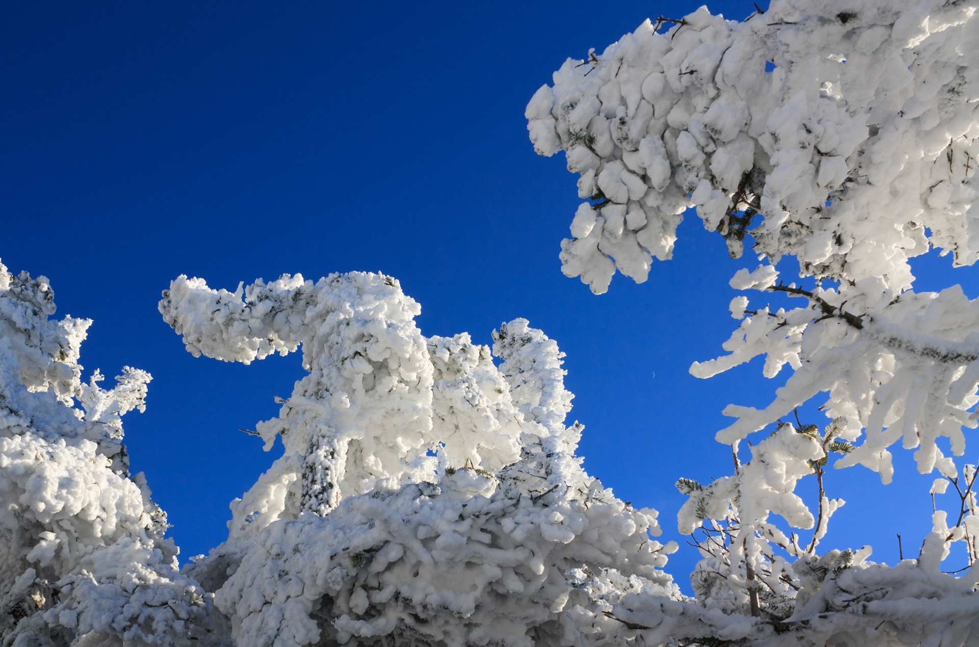 Snowy trees, Falling Waters Trail, White Mountain National Forest, New Hampshire