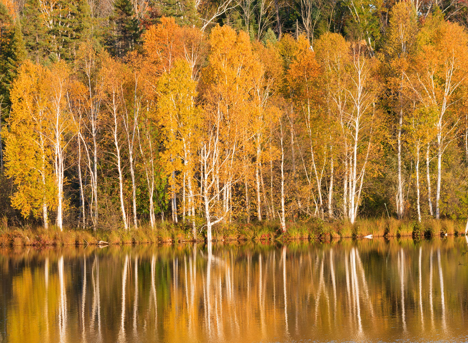 Autumn reflections in Little Wildwood Lake, Michigan