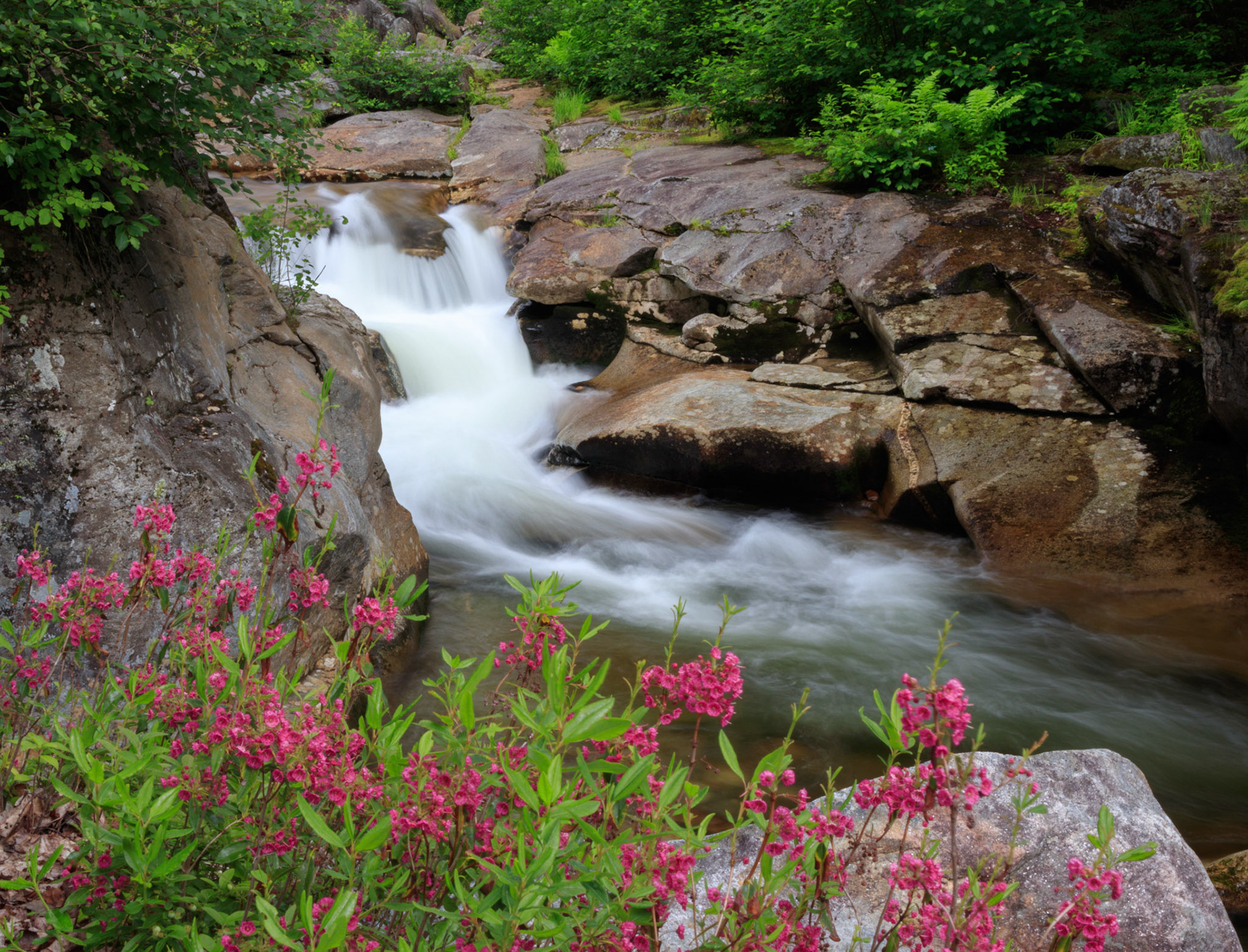 Upper Ammonoosuc Falls and heather, White Mountain National Forest, New Hampshire 6854-6855