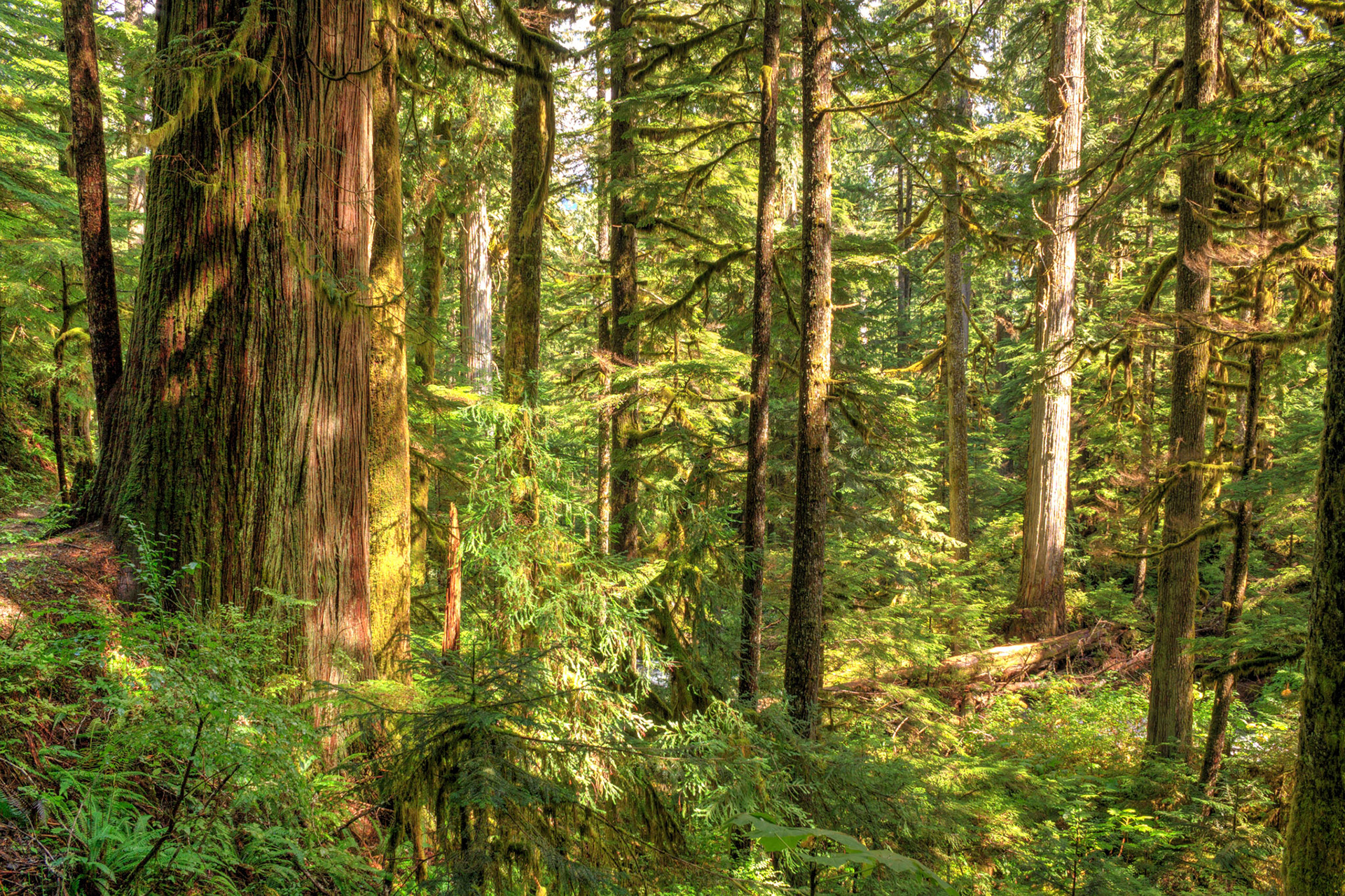 Rainforest from the Lake Twentytwo Trail, Washington