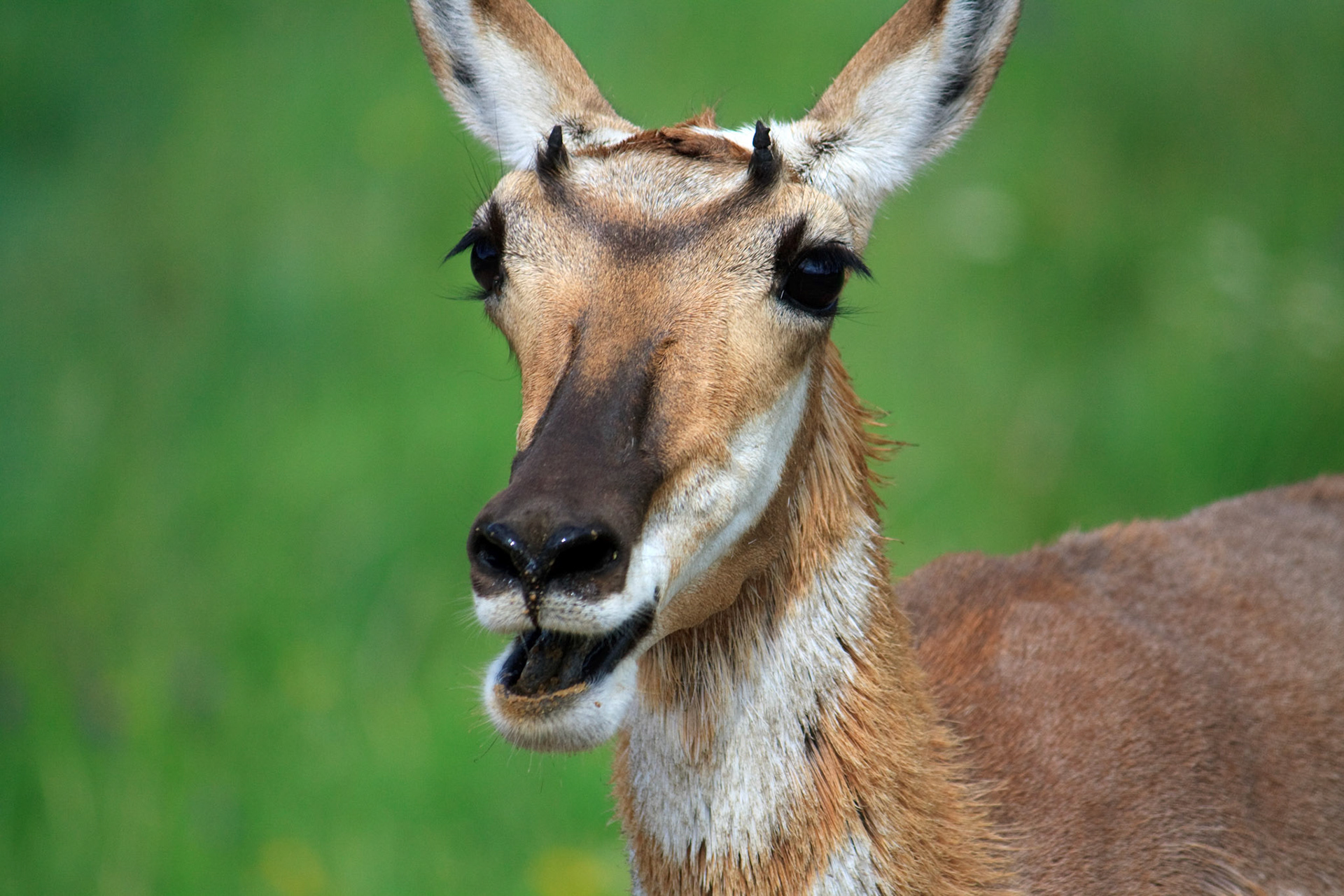 Female pronghorn antelope, Wind Cave National Park, South Dakota