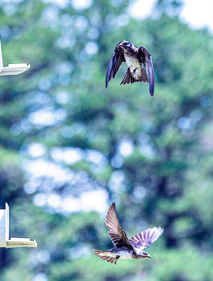 Purple Martin