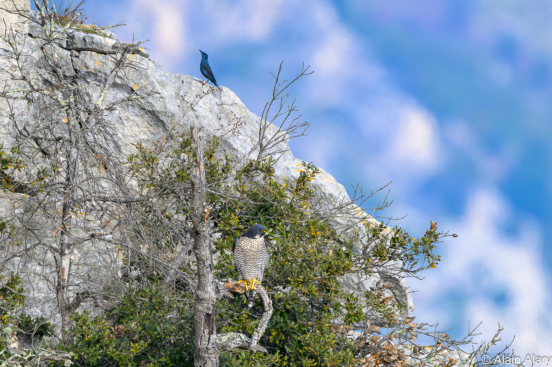 Le Monticole bleu et le faucon Pélerin