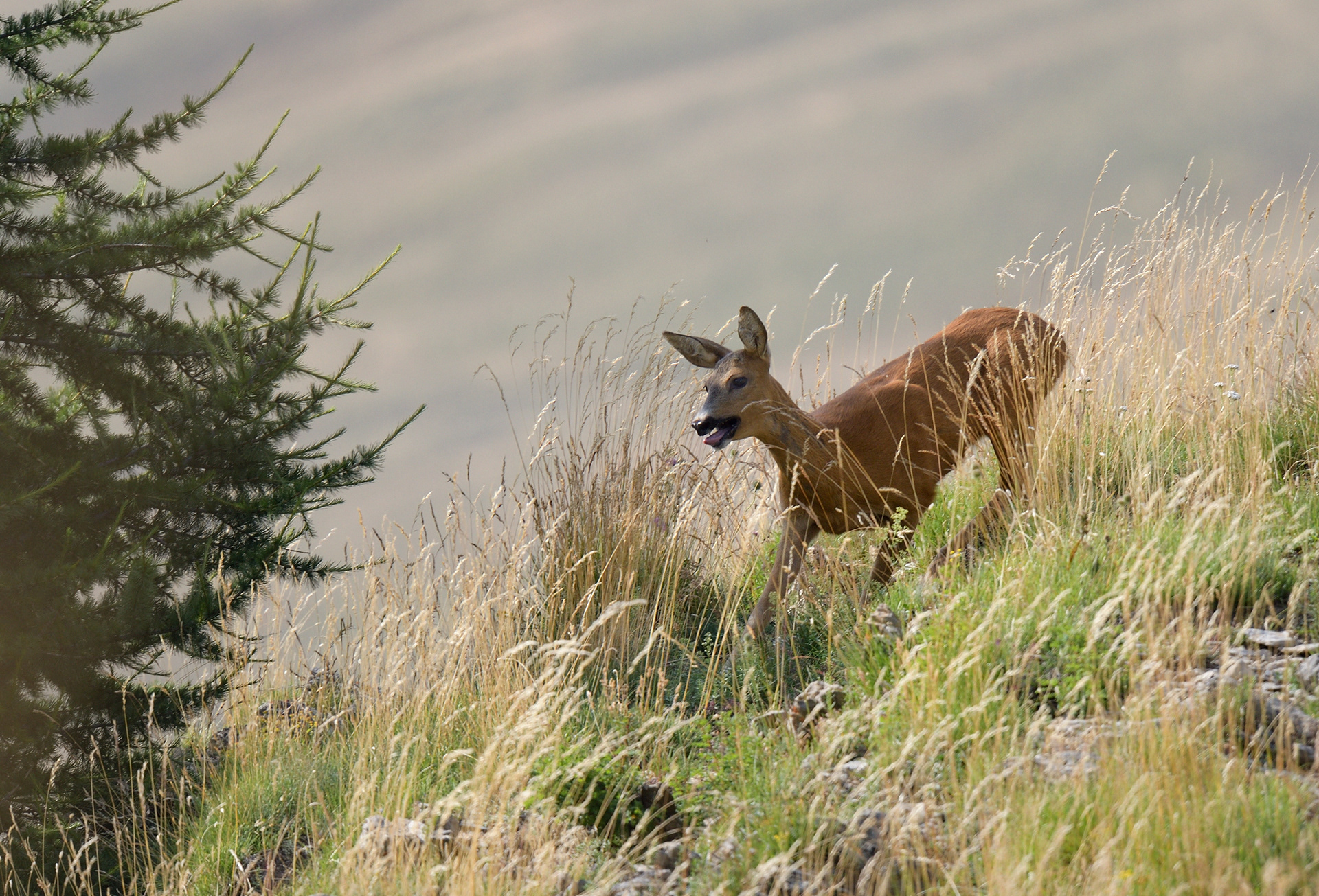 Chevrette lors du rut