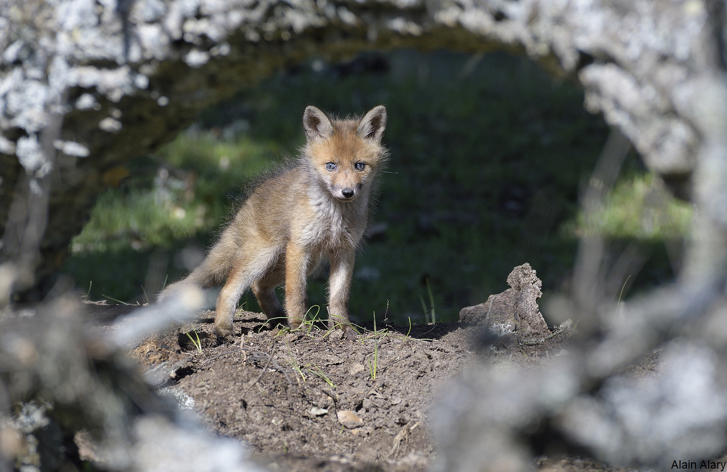 Renardeau devant sa tanière