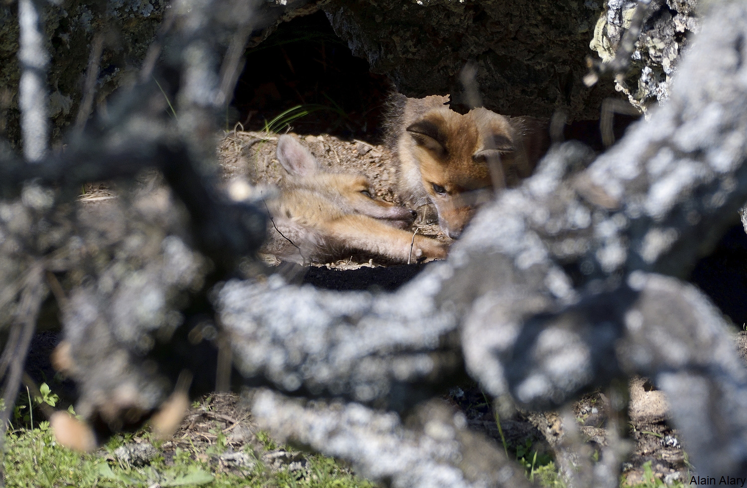 Renardeaux à la tanière