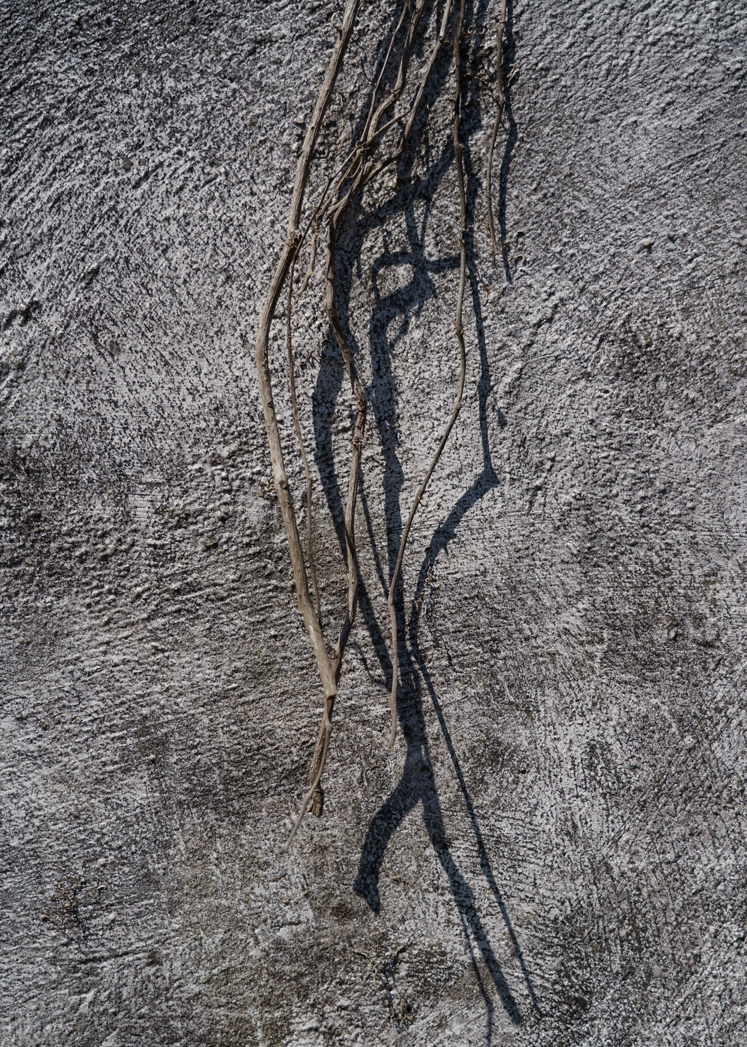 Dead Vine, Gray Wall