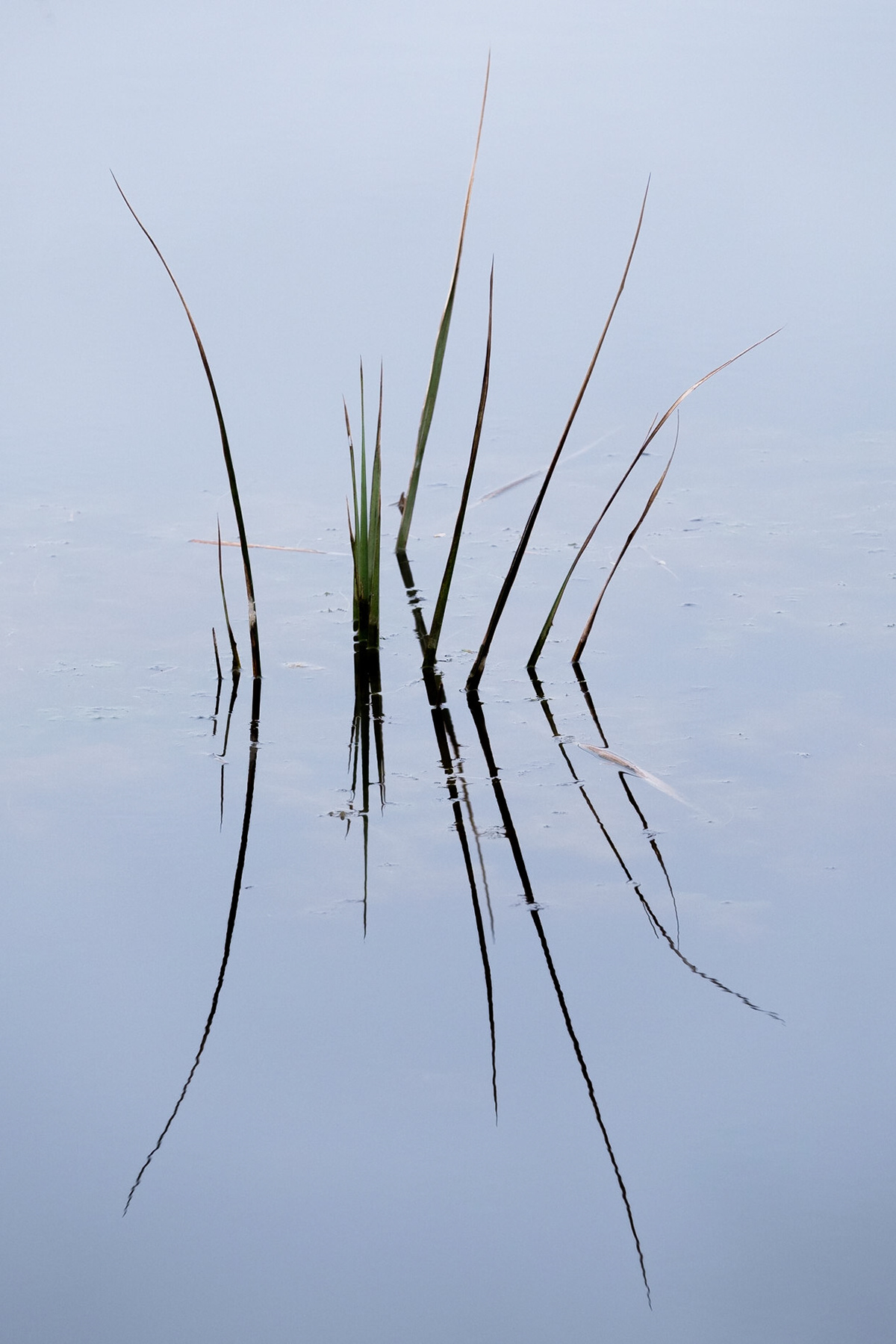 Reeds