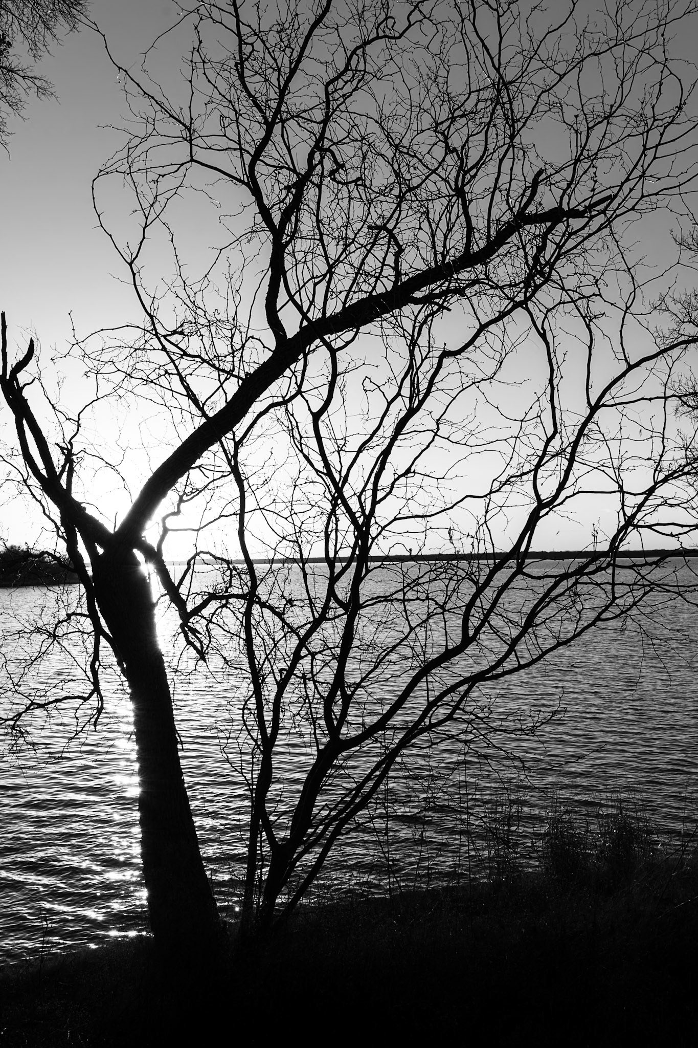 BW Tree Cedar Hill State Park 1241